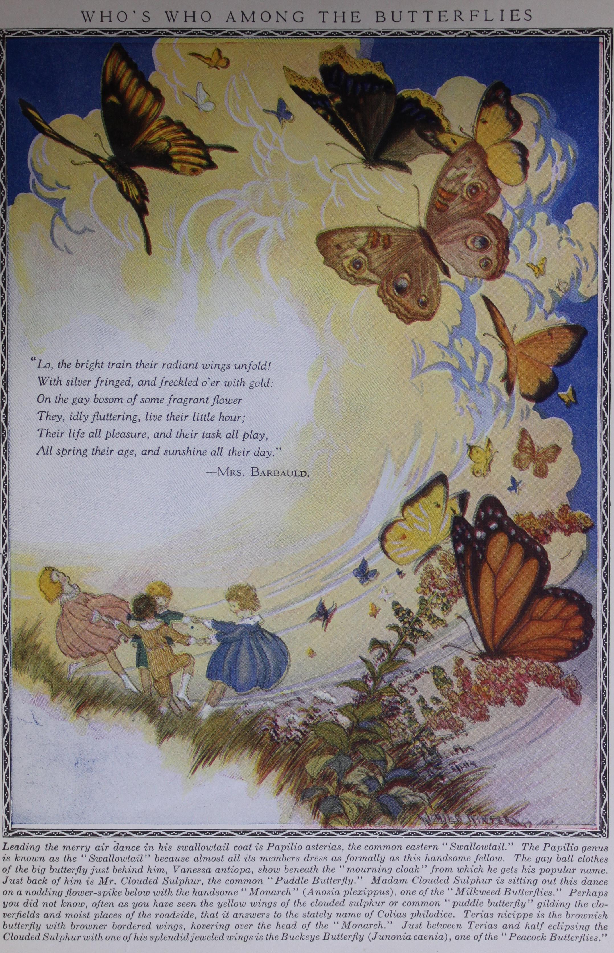 Beauty and Mystery in Butterflyland