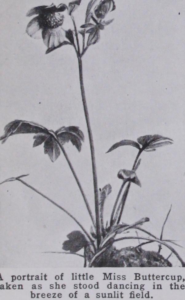 Butterflies and Moths