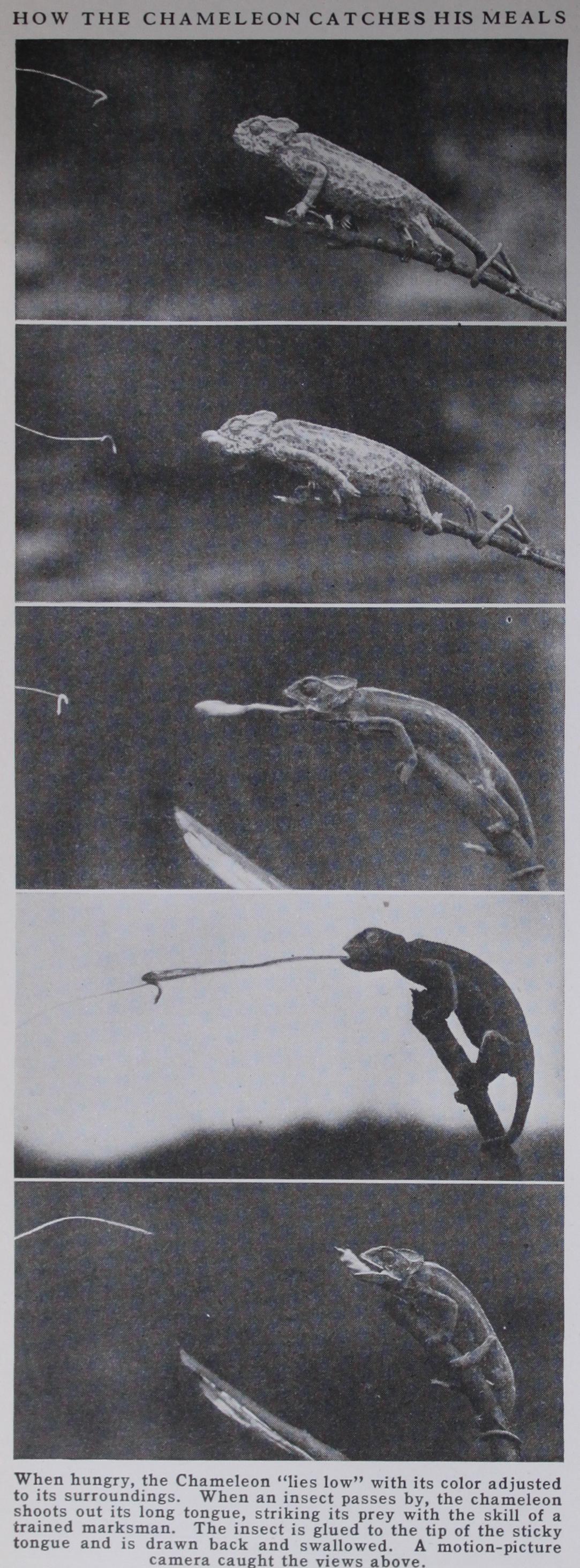 Samuel De 1567-1635 Champlain