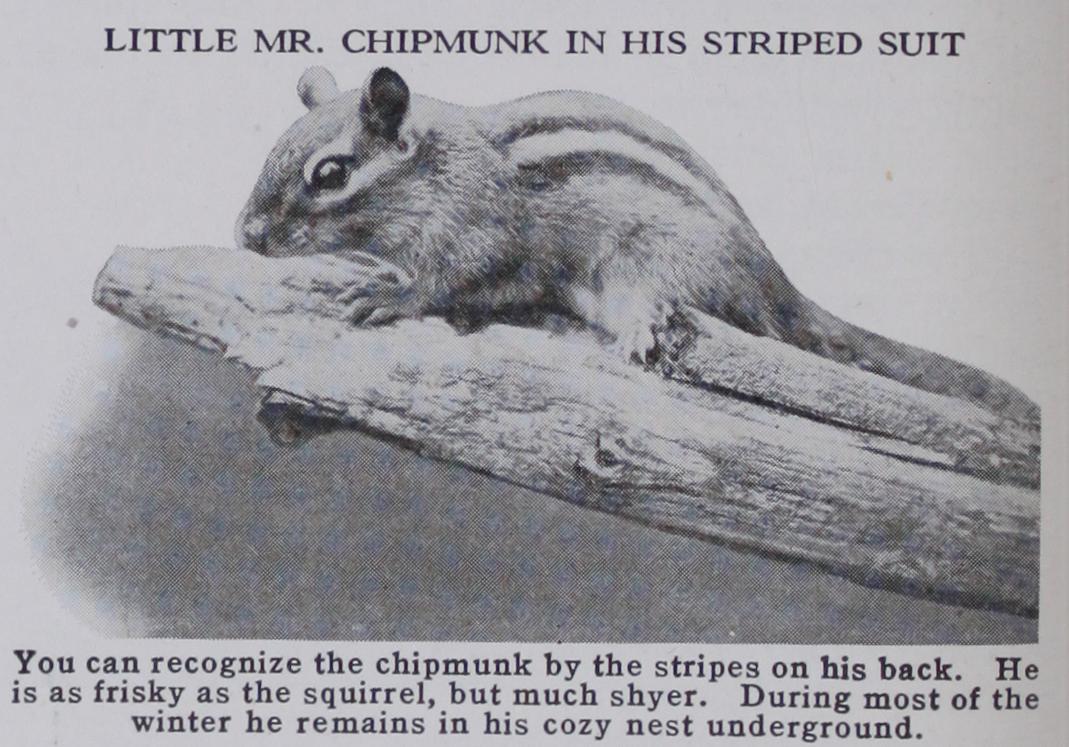 Chipmunk