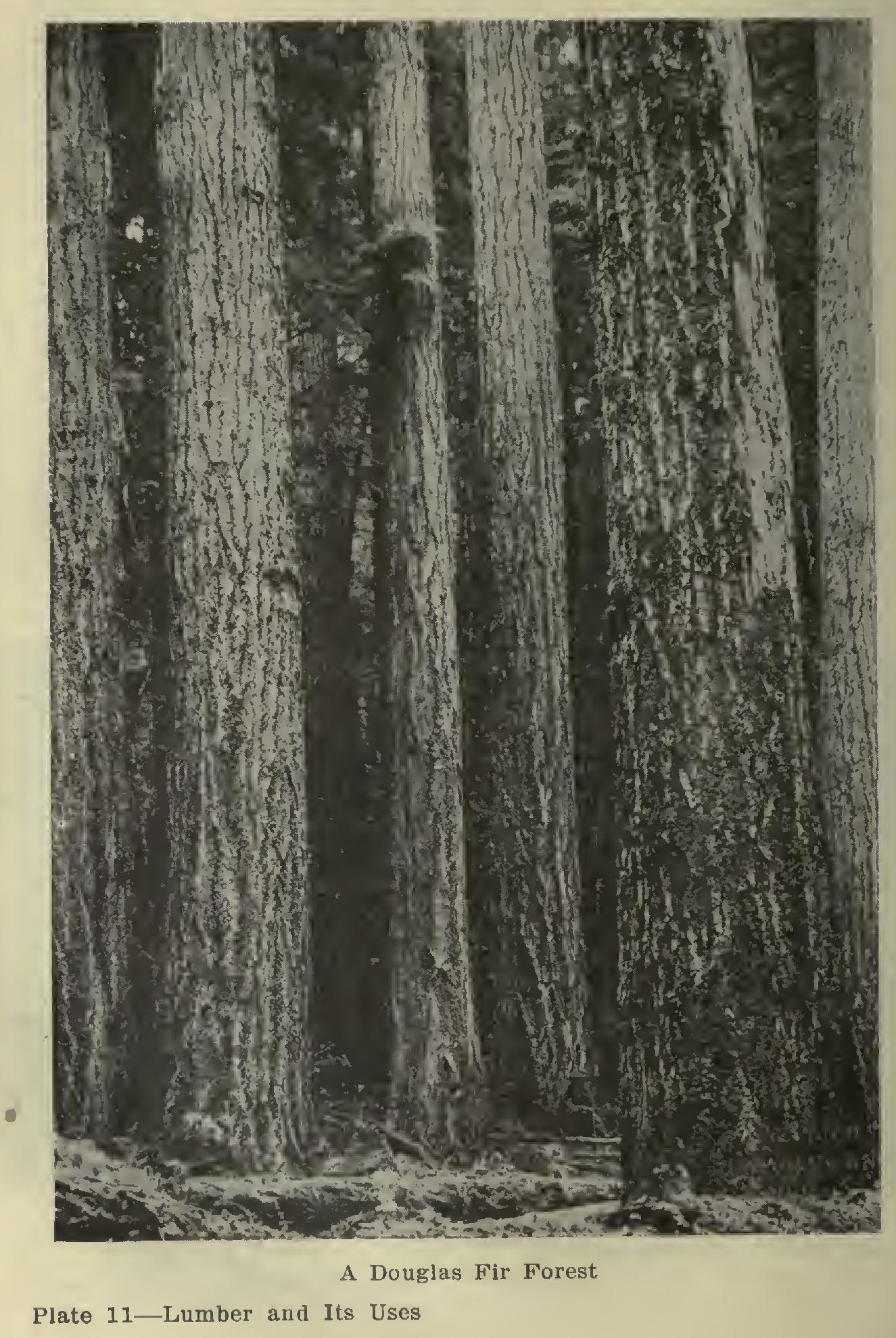 How Decay of Wood Is Prevented How Decay of Wood Is Prevented