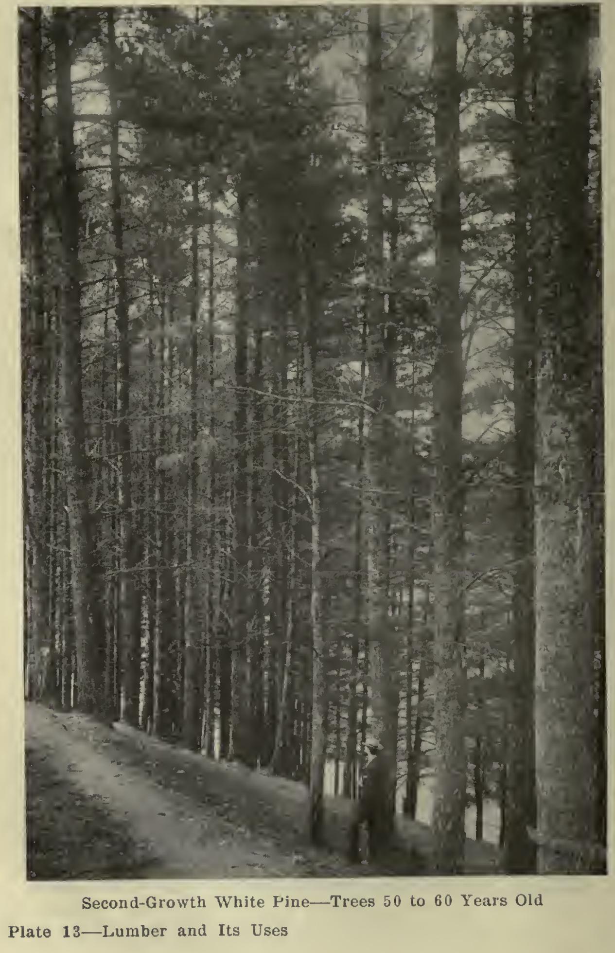 Painting and Enameling Interior New Woodwork