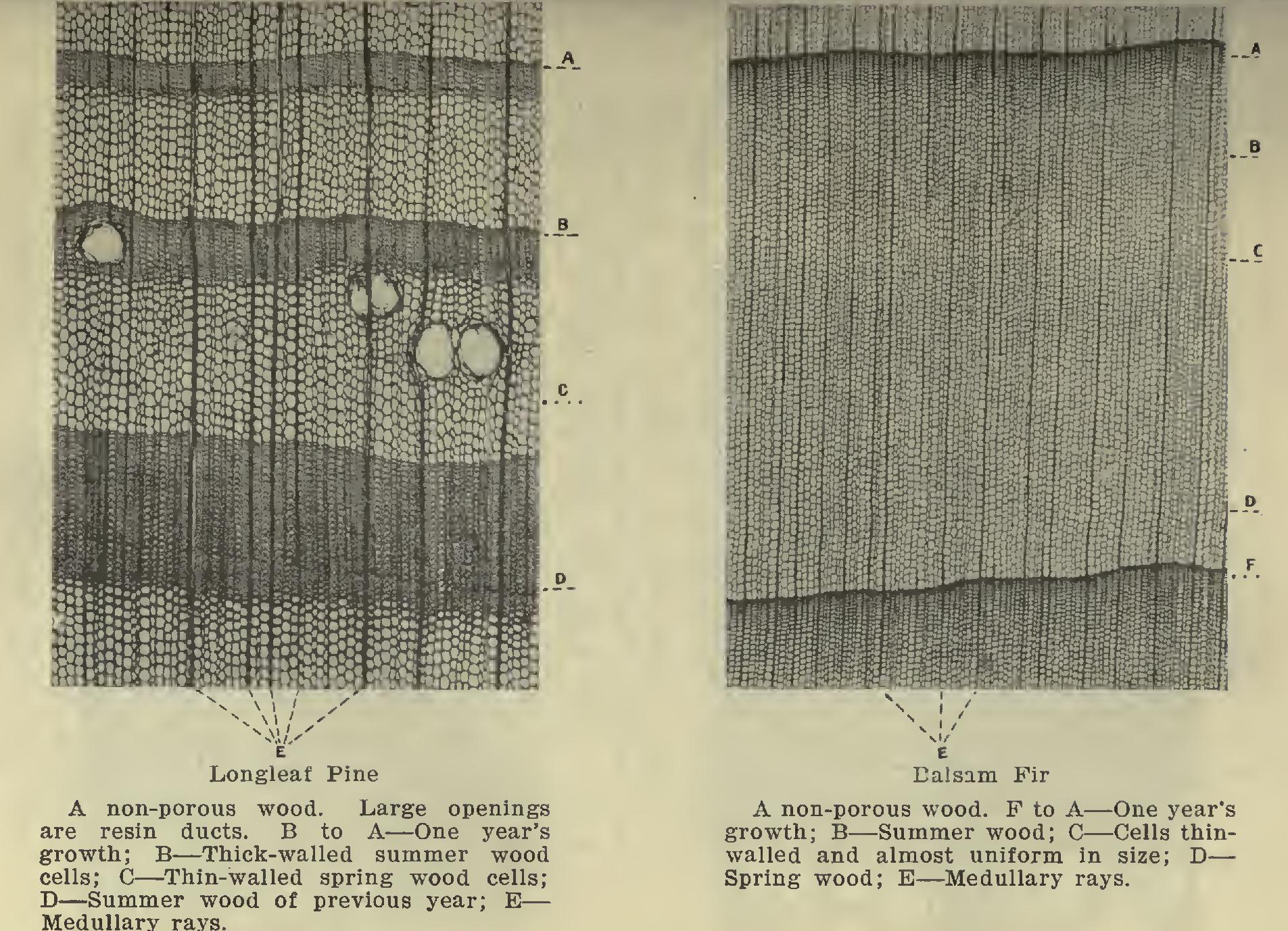 Shrinkage of Wood Shrinkage of Wood