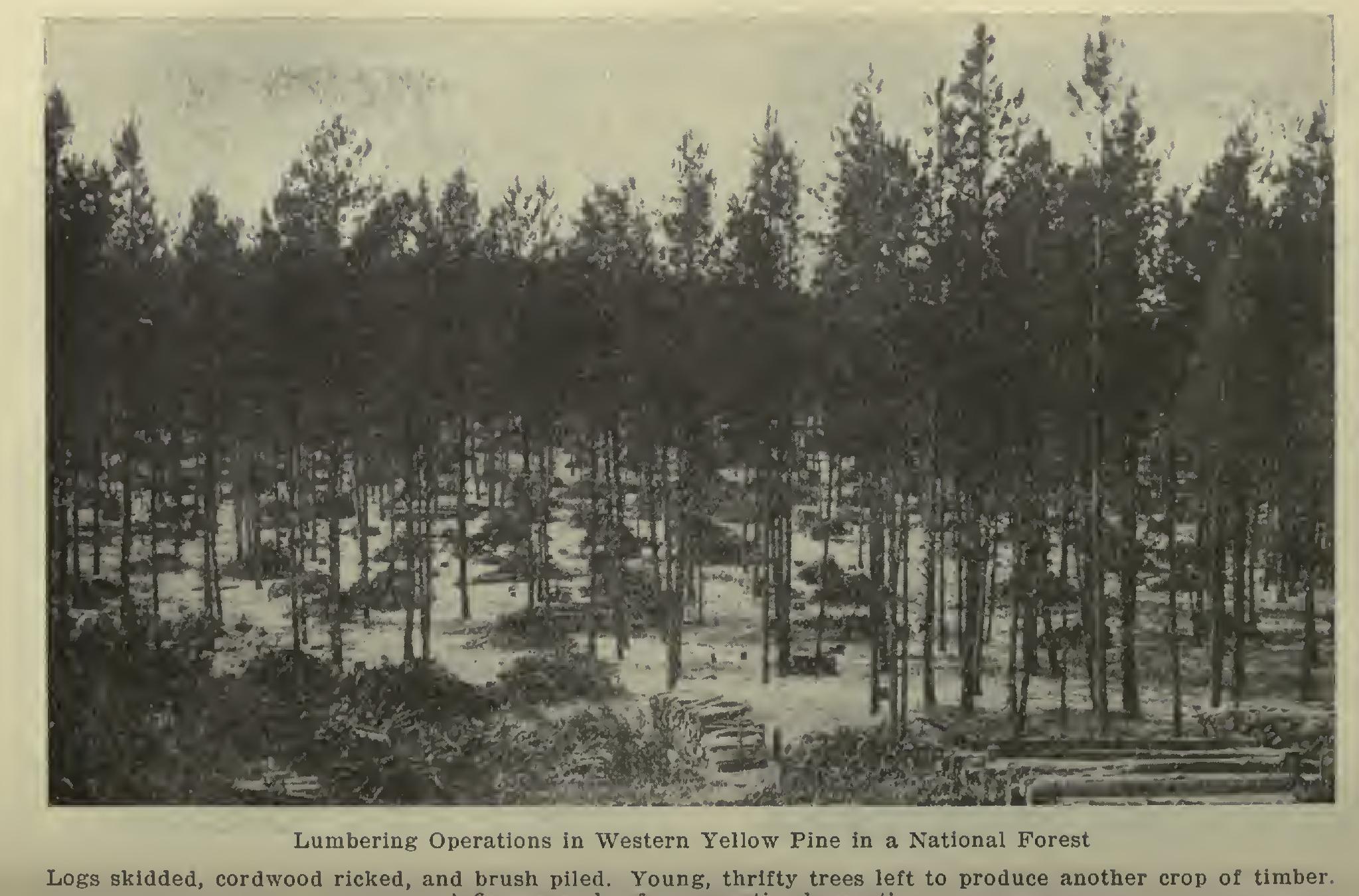 Specifications for Wood Block Paving Specifications for Wood Block Paving