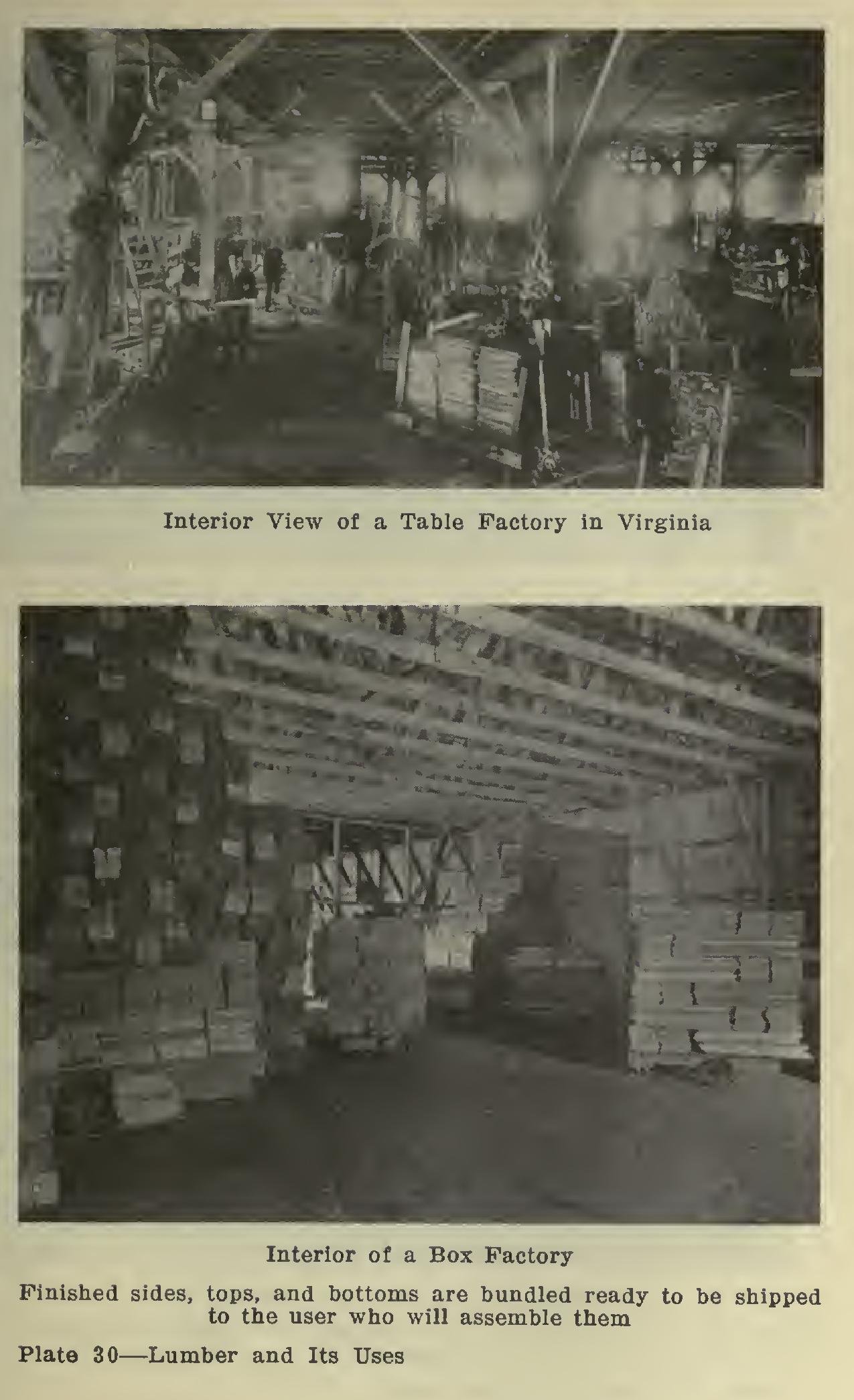 Birch - Commercial Wood