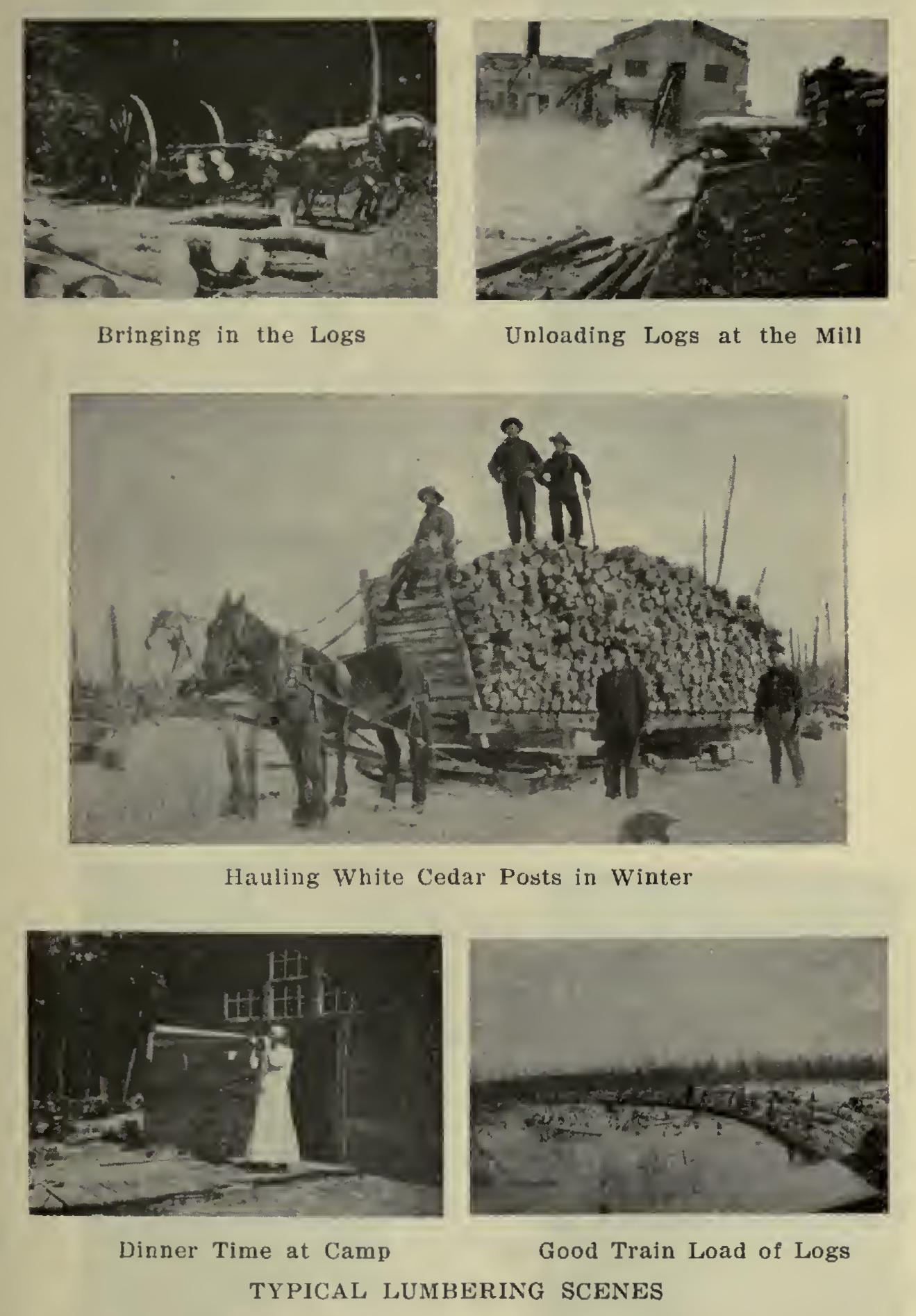 Osage Orange - Commercial Wood