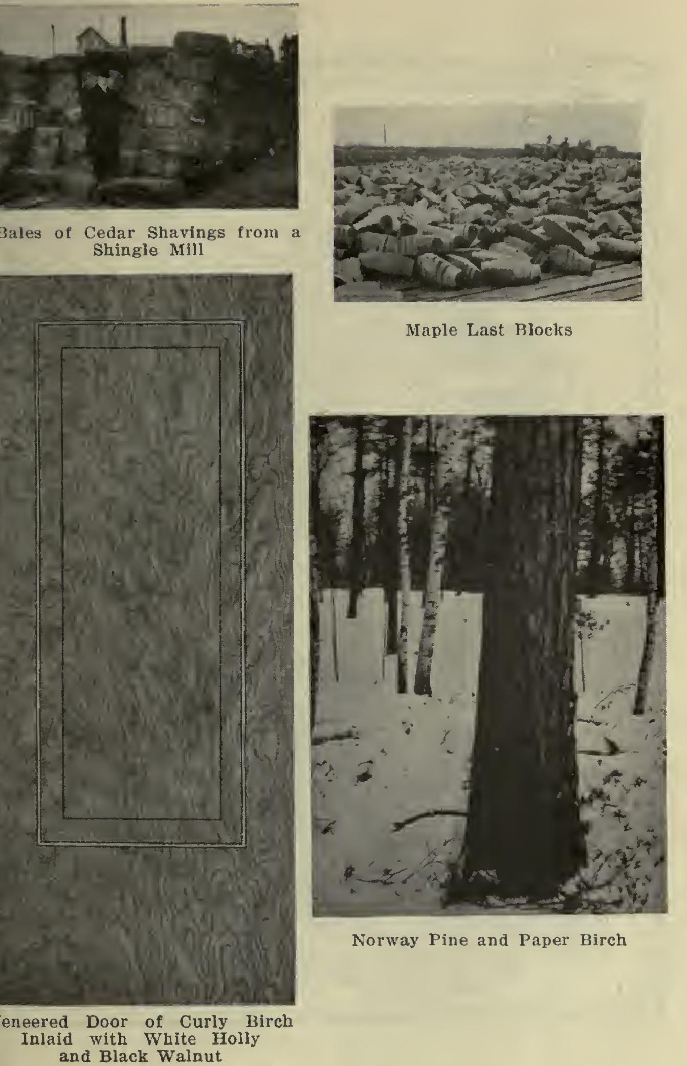 Shingles - Forest Product Shingles - Forest Product