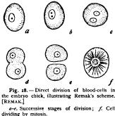 Cell-Division Cell-Division
