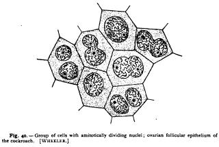 Direct or Amitotic Division I Direct or Amitotic Division I