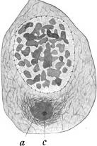 General Morphology of the Cell