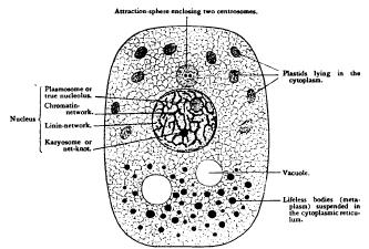 General Sketch of the Cell