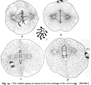 Modifications of Mitosis Modifications of Mitosis