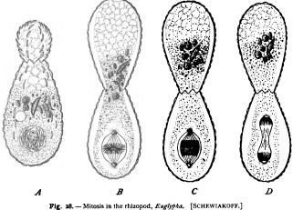 Modifications of Mitosis