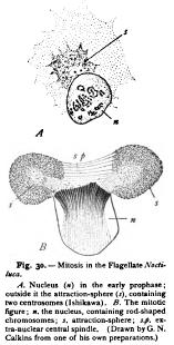 Modifications of Mitosis