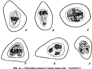 Modifications of Mitosis