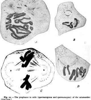 Origin of the Mitotic Figure Origin of the Mitotic Figure
