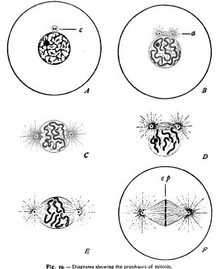 Outline of Indirect Division or Mitosis Karyokinesis