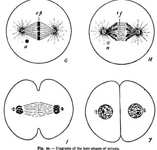 Outline of Indirect Division or Mitosis Karyokinesis