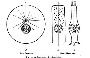 Polarity of the Cell