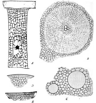 Structural Basis of Protoplasm