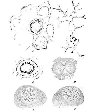 Structural Basis of Protoplasm