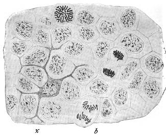 The Cell in Development and Inheritance The Cell in Development and Inheritance