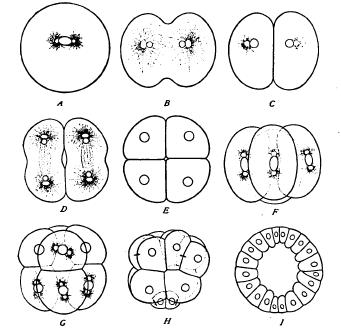 The Cell in Development and Inheritance