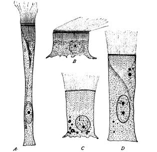 The Cytoplasm The Cytoplasm