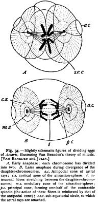 The Mechanism of Mitosis The Mechanism of Mitosis