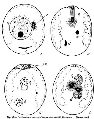 Centrosome and Archoplasm in Fertilization Centrosome and Archoplasm in Fertilization