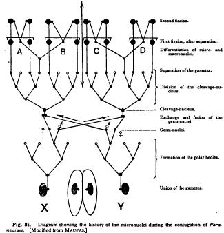 Conjugation in Unicellular Forms