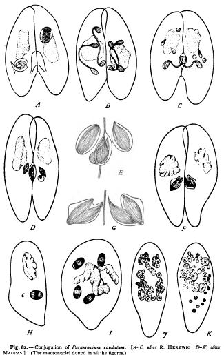 Conjugation in Unicellular Forms