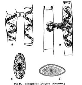 Conjugation in Unicellular Forms