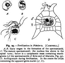 Fertilization in Plants Fertilization in Plants