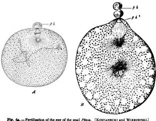 General Sketch of the Ovum General Sketch of the Ovum