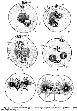 General Sketch of the Ovum