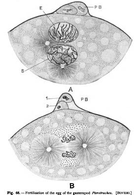 General Sketch of the Ovum