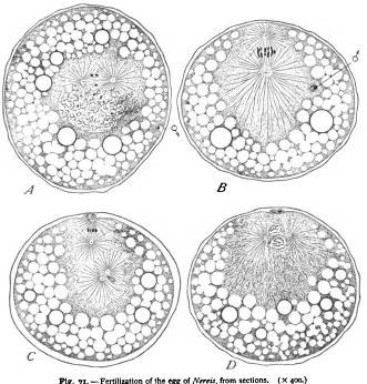 General Sketch of the Ovum