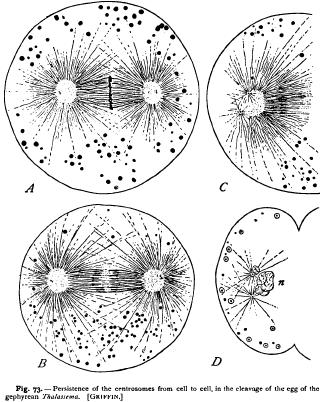 General Sketch of the Ovum