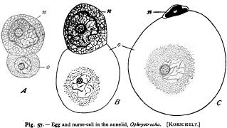 Growth and Differentiation of the Germ-Cells I Growth and Differentiation of the Germ-Cells I