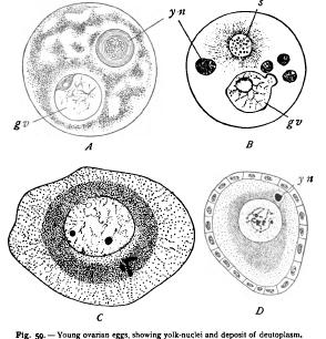 Growth and Differentiation of the Germ-Cells I