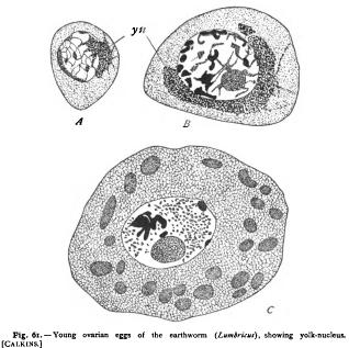Growth and Differentiation of the Germ-Cells I