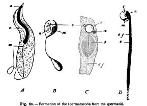 Growth and Differentiation of the Germ-Cells I Growth and Differentiation of the Germ-Cells I