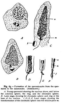 Growth and Differentiation of the Germ-Cells I