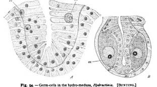 Origin and Growth of the Germ-Cells