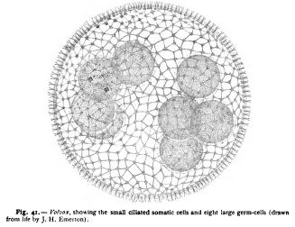 The Germ Cells The Germ Cells