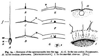 Union of the Germ-Cells Union of the Germ-Cells