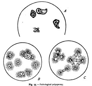 Union of the Germ-Cells Union of the Germ-Cells