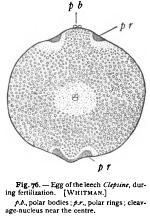 Union of the Germ-Cells