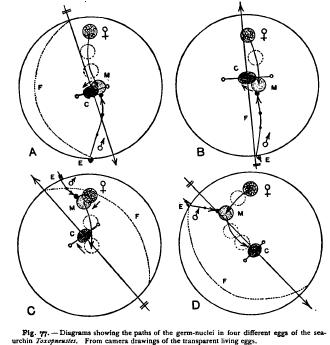 Union of the Germ-Cells